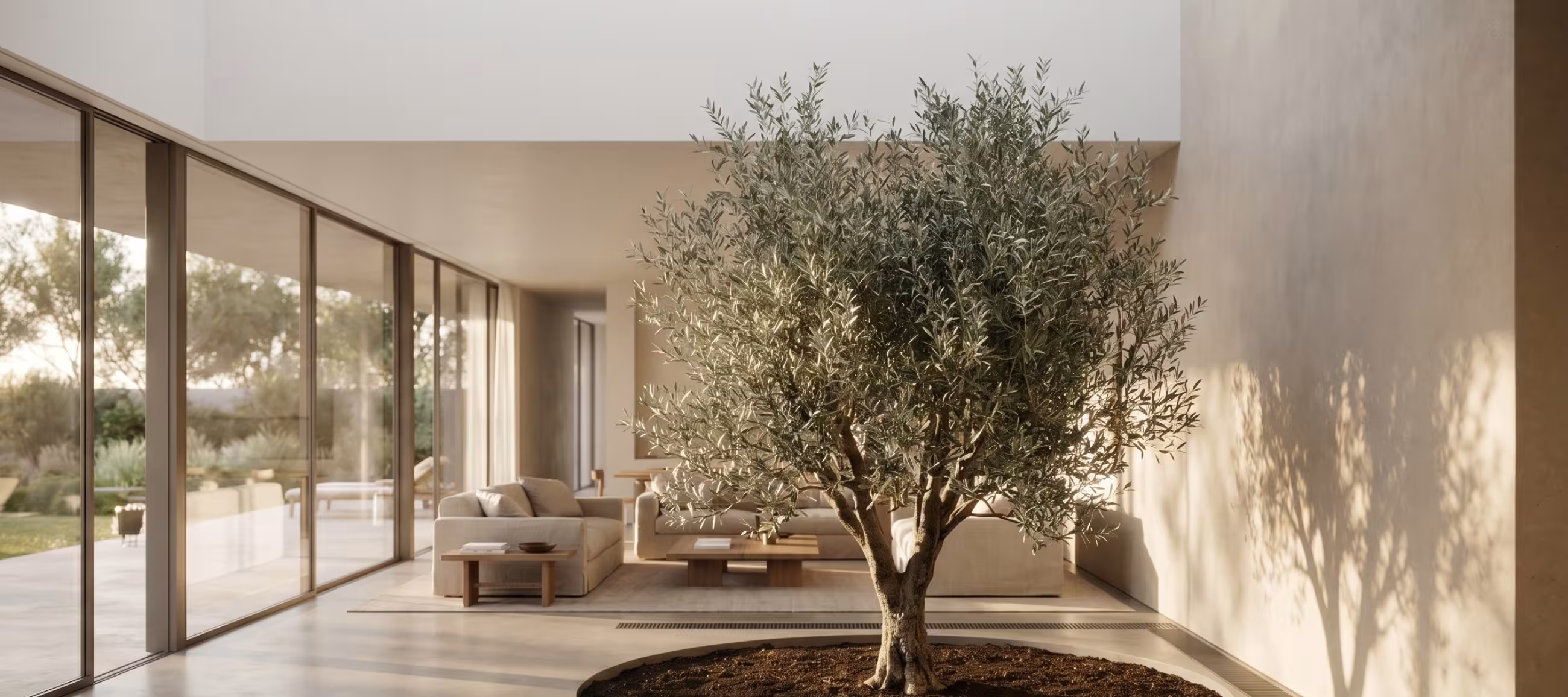 an olive tree inside a house. Not good if you've got a cat.